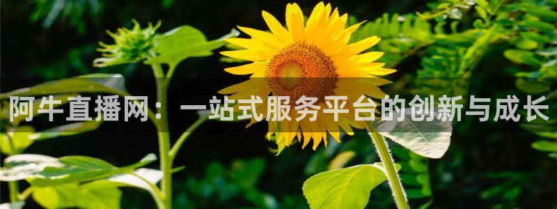 jrs直播吧nba：阿牛直播网：一站式服务平台的创新与成长